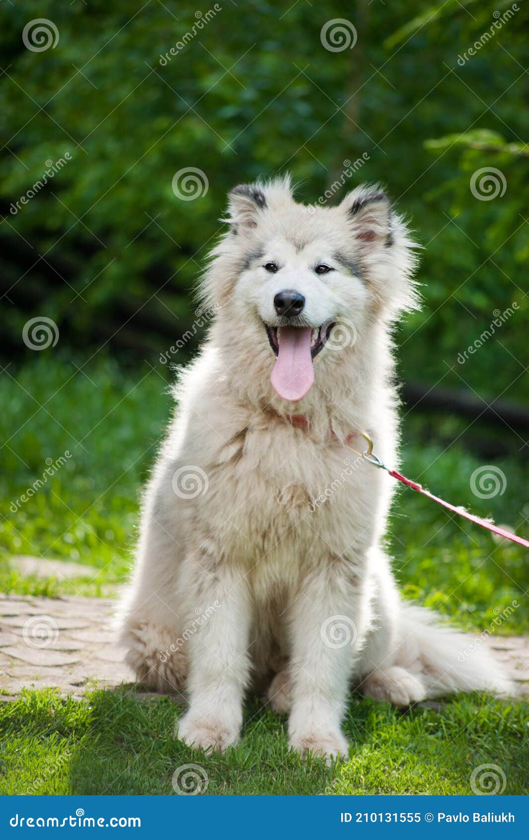 Young Alaskan Malamute Breed Puppy on a Grass Stock Image - Image of cute,  outdoors: 210131555