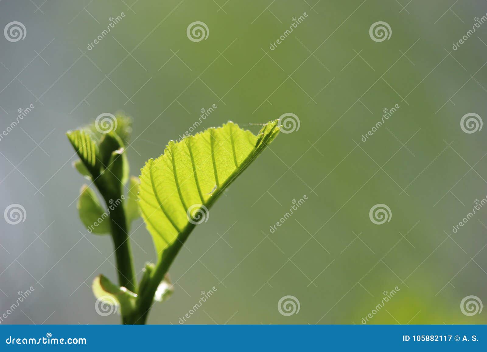 Young Alder Tree Leaves in a Sunshine. Stock Image Image of change