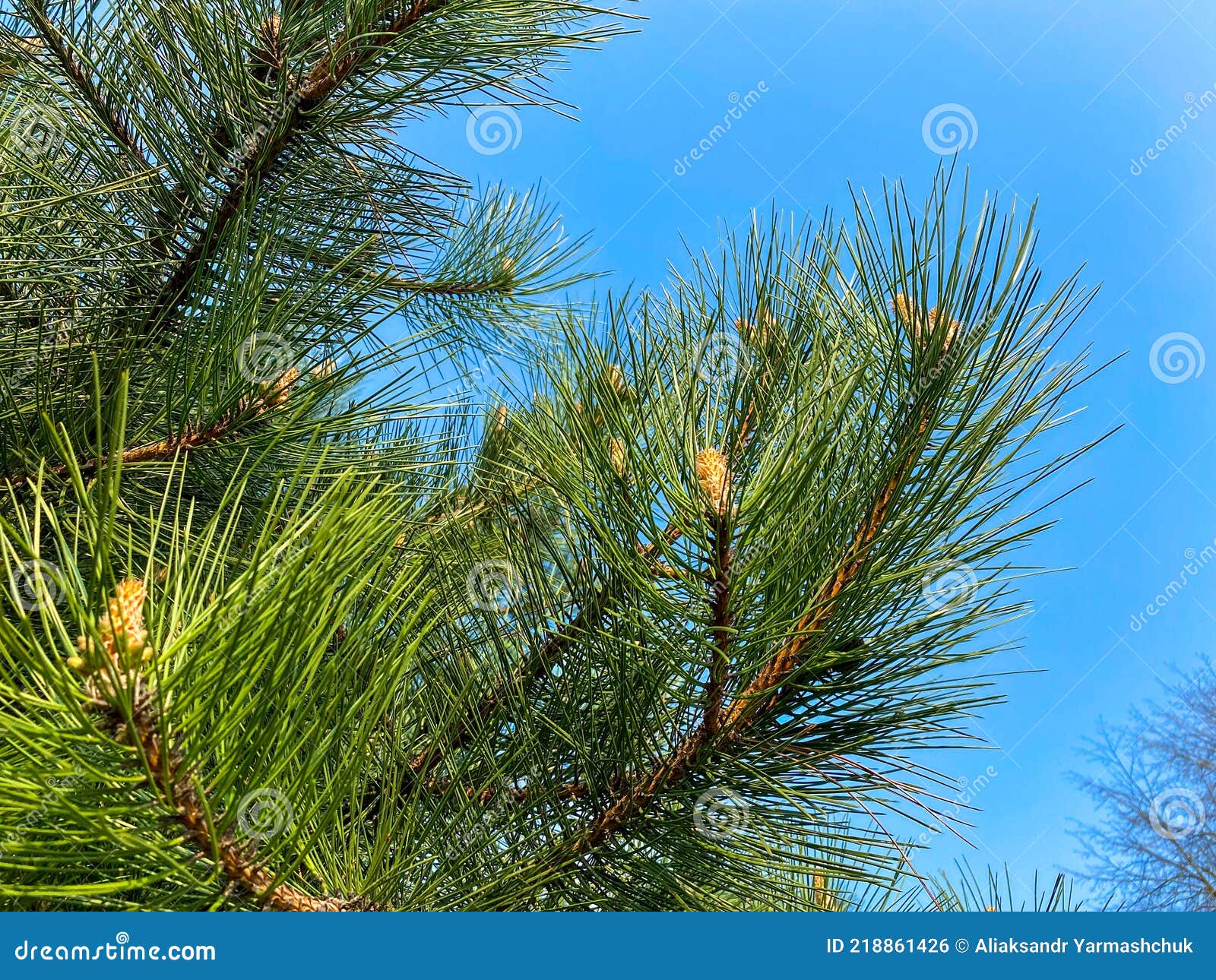 young aleppo pine pinus halepensis grows in the park