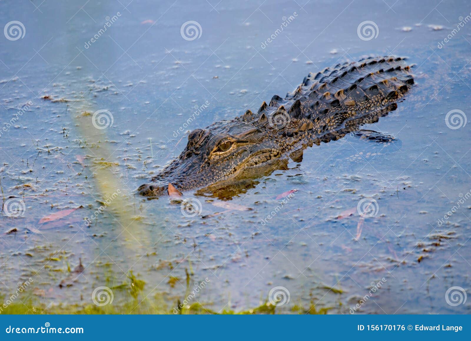 Young Alligator in a pond stock photo. Image of beauty 156170176