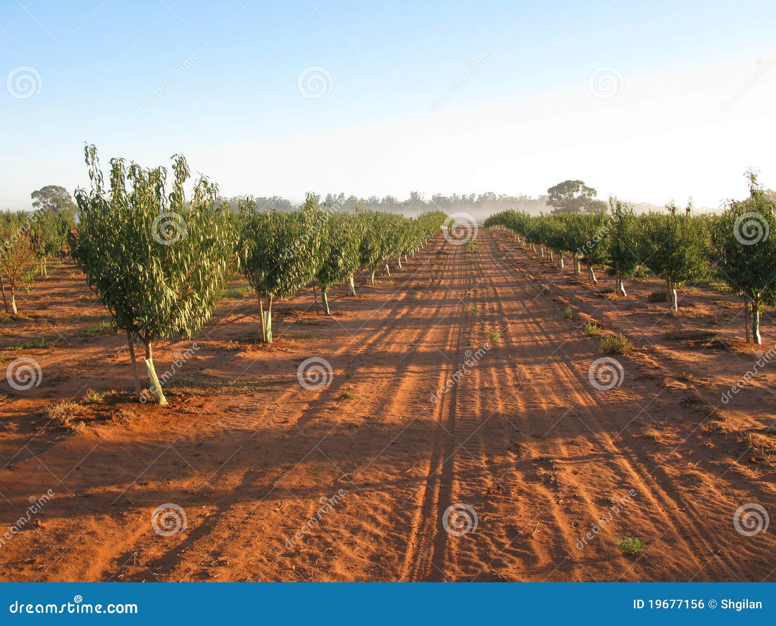 Young Almonds trees stock photo. Image of soils, long 19677156