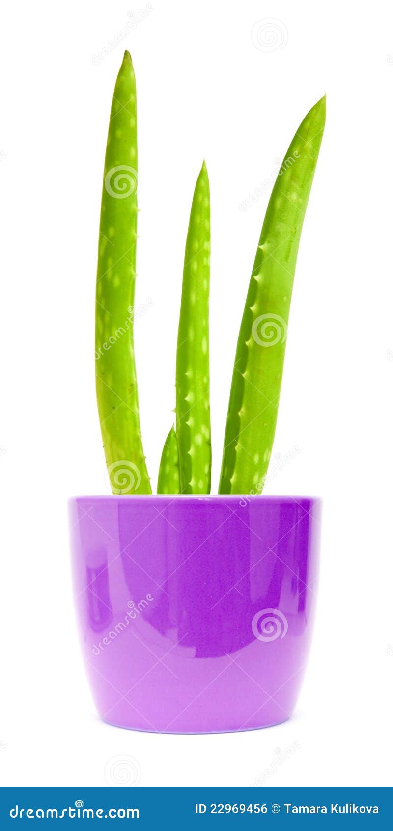 Young aloe vera plant stock photo. Image of leaf, medicinal 22969456