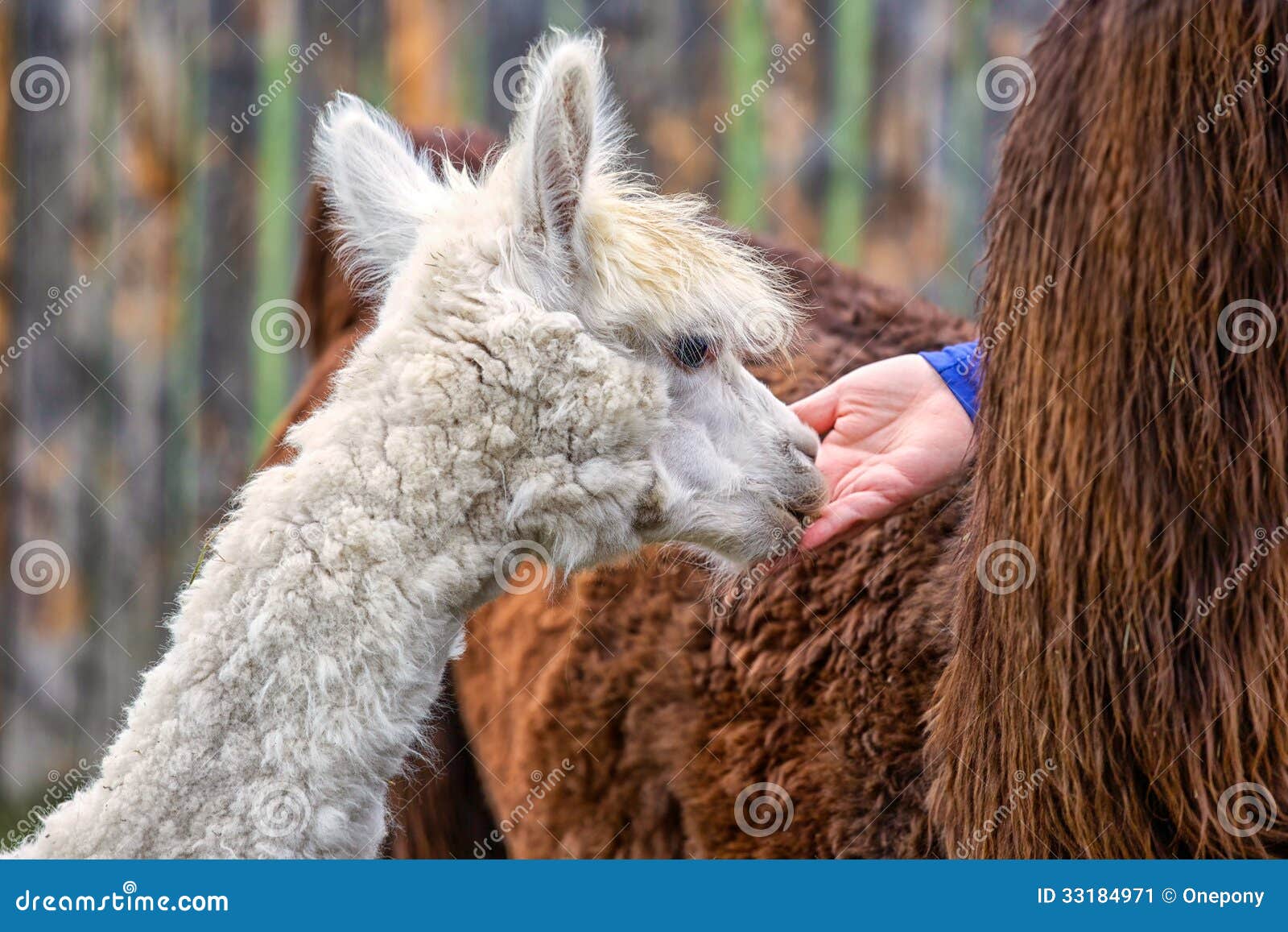 Young Alpaca stock image. Image of feeding, exotic, fleece 33184971