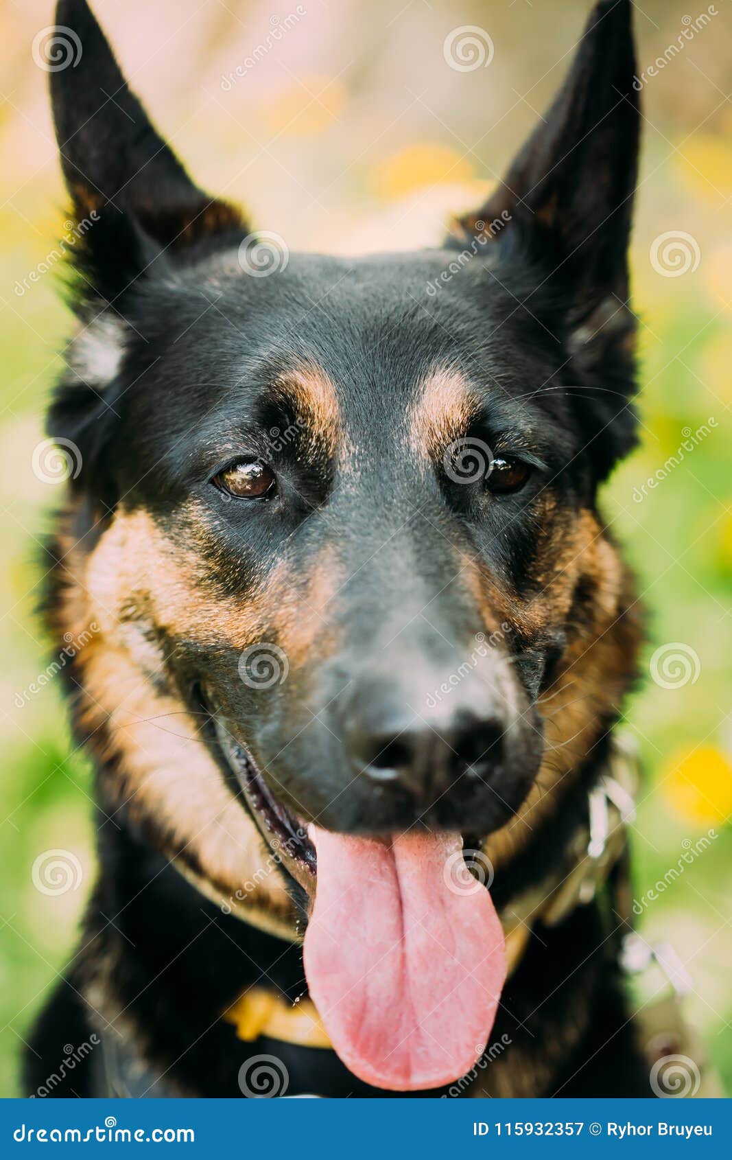 Young Alsatian Wolf Dog German Shepherd Dog. Stock Image - Image of ...
