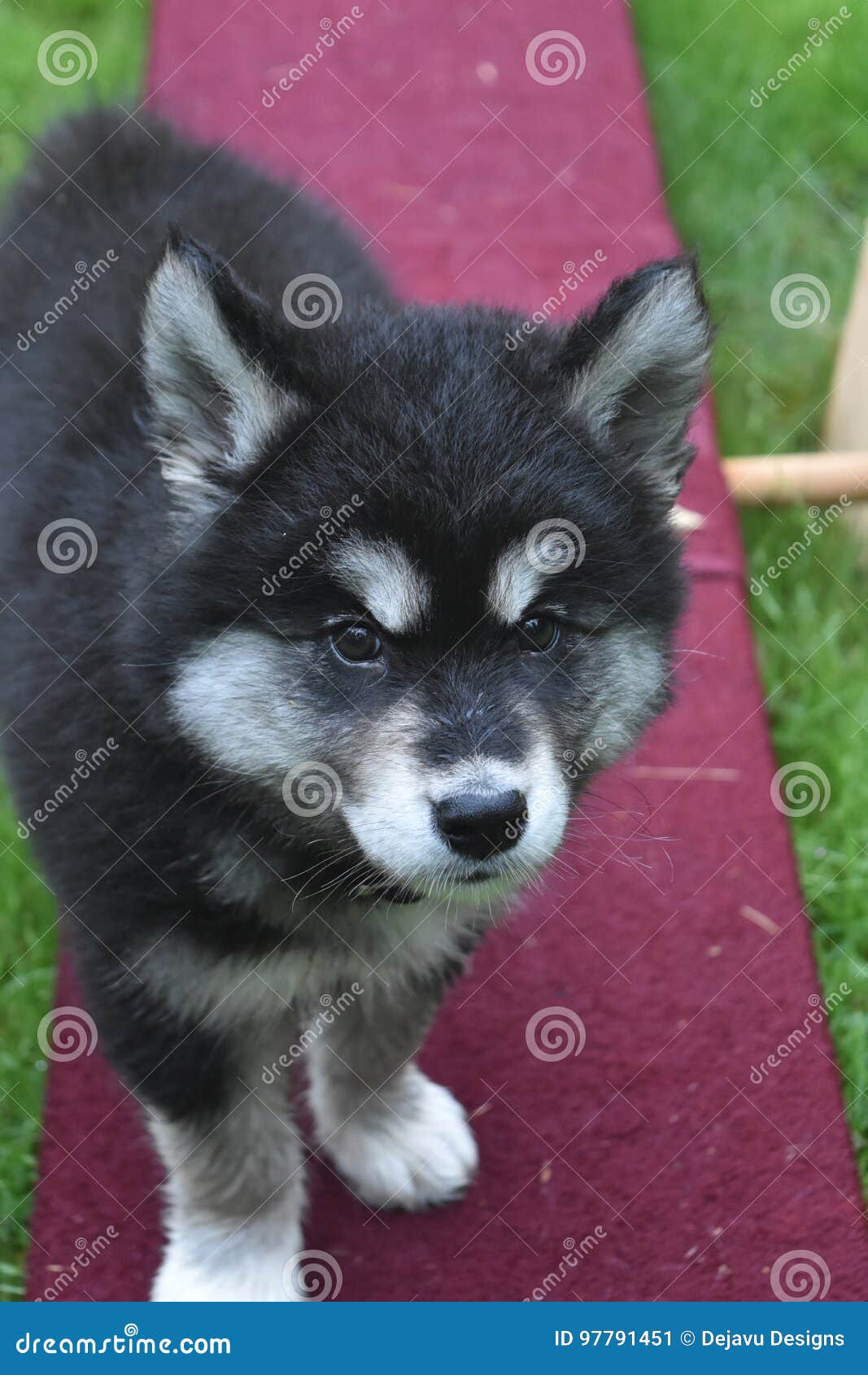 Young Alusky Puppy Standing on a Teeter Totter Stock Image Image of