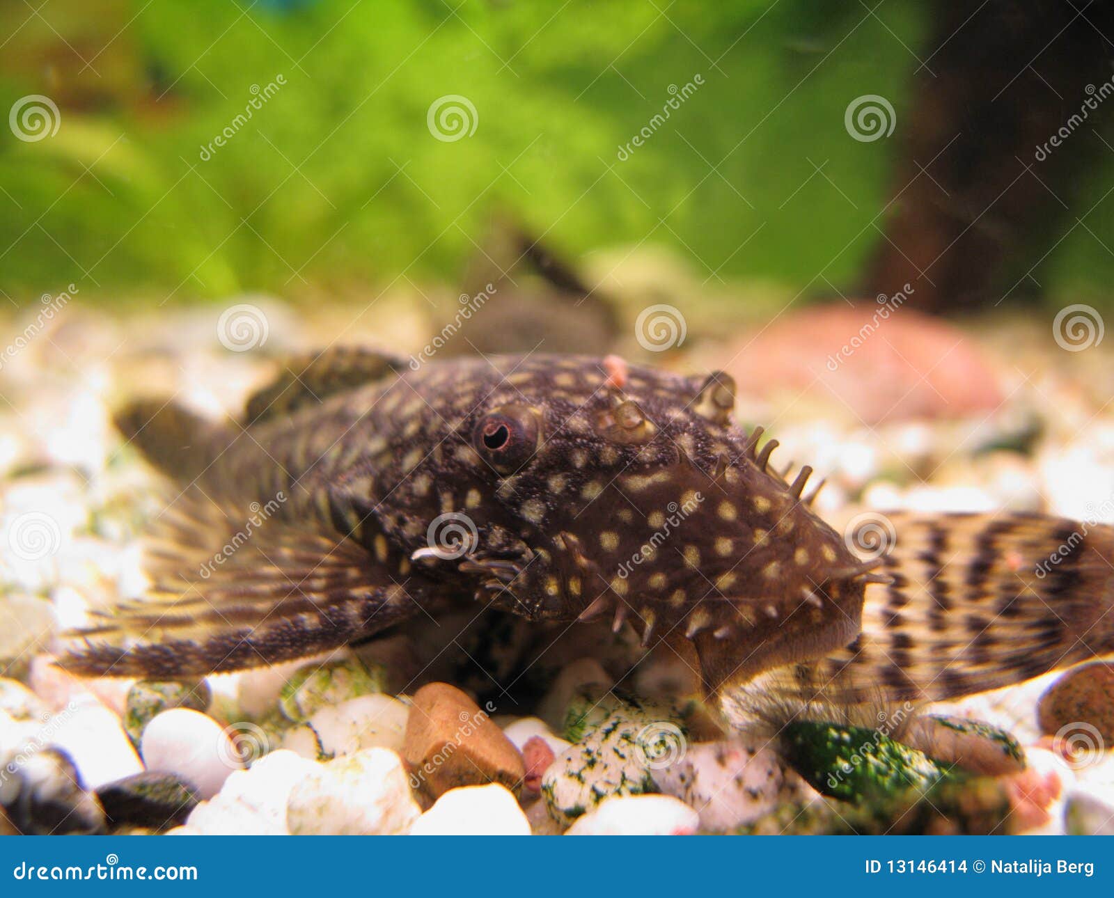 young ancistrus (bristle-nose catfish)