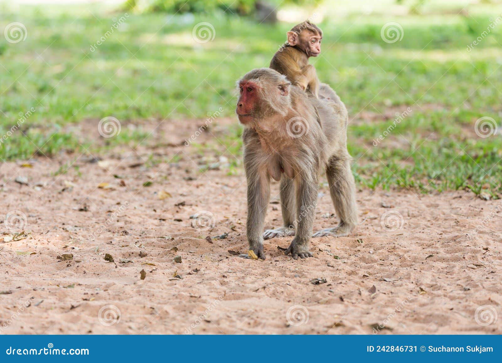 Young Ape,monkey on the Back of it`s Mother Stock Image Image of