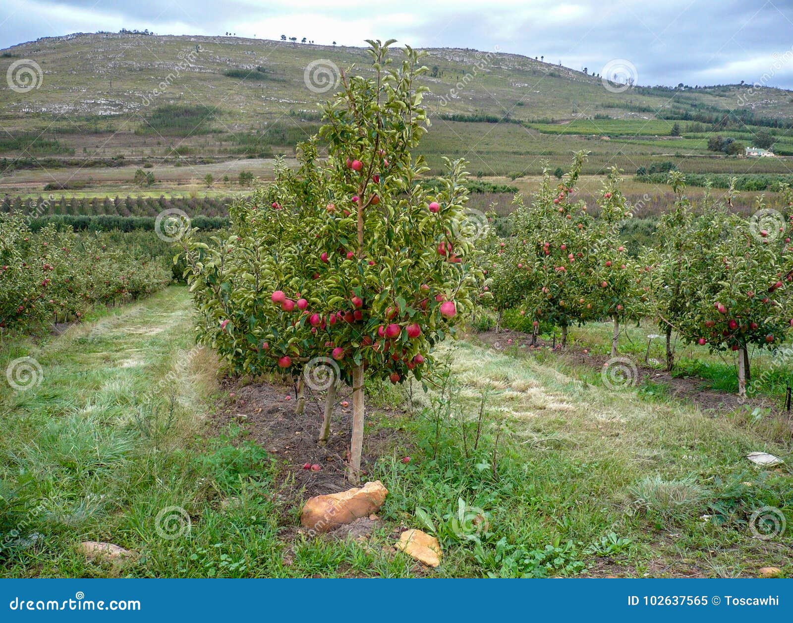 Young Apple Tree in Orchard with Red Apples in South Africa Stock Image Image of fruit, apple