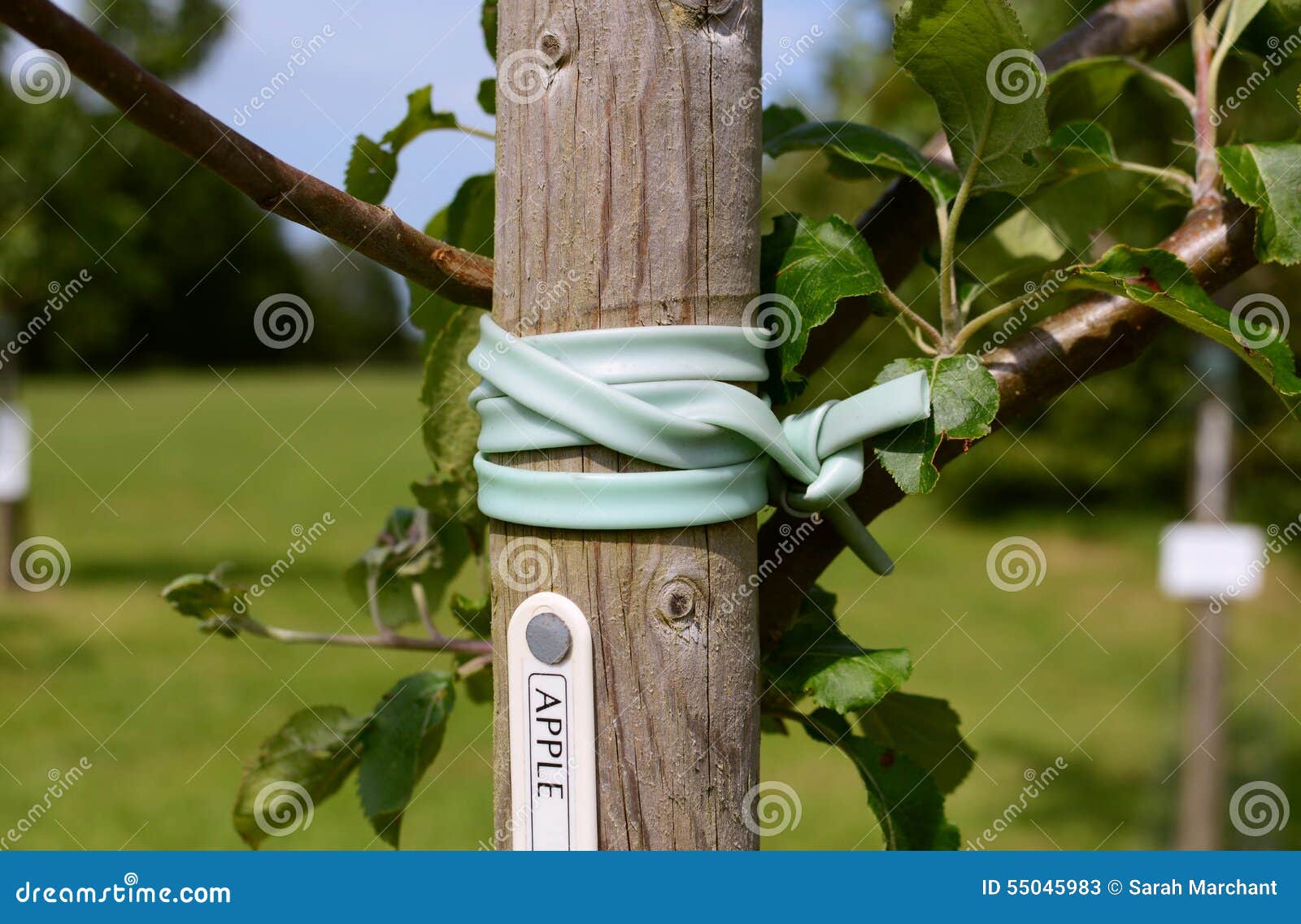 young apple tree staked in an orchard