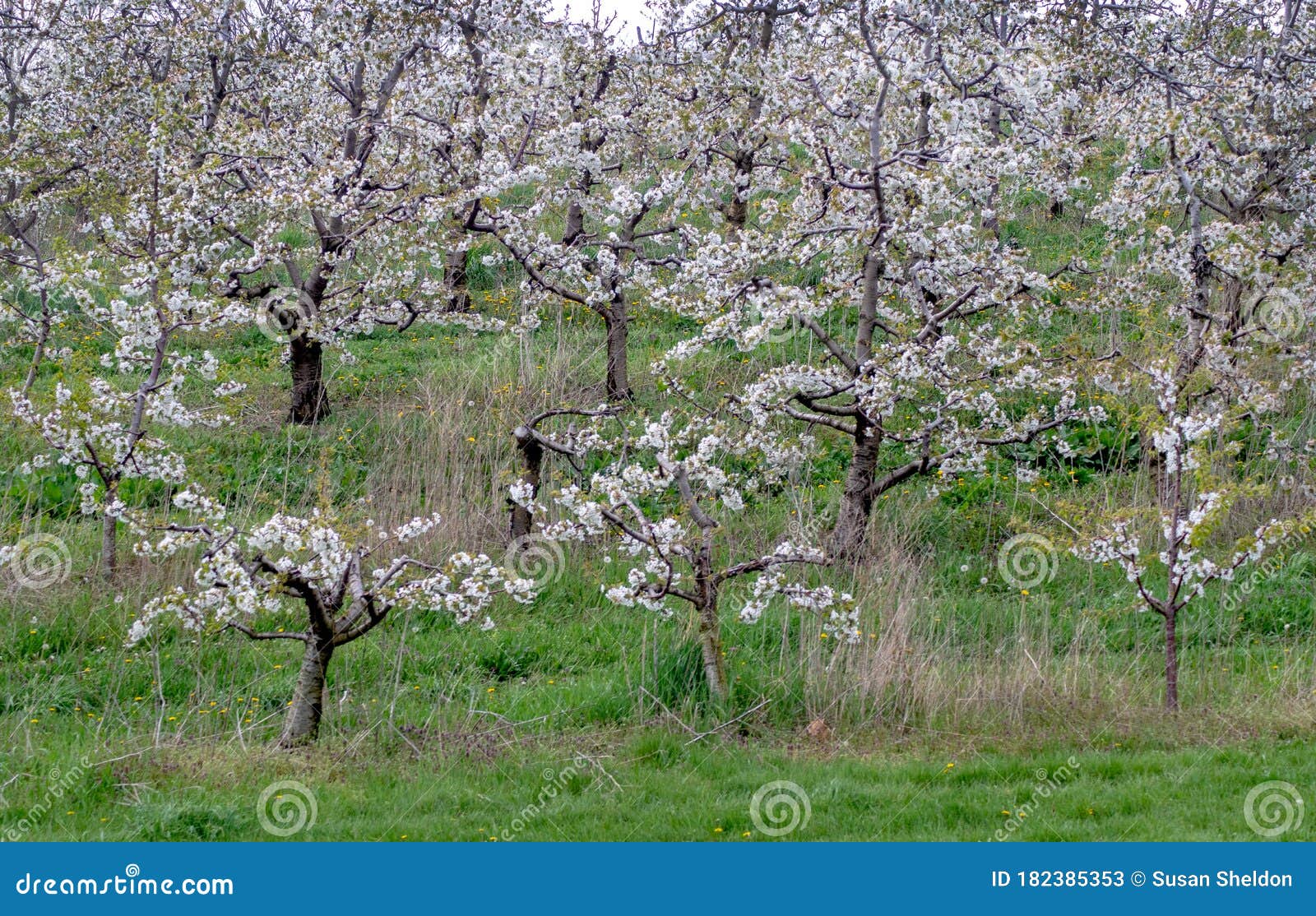 Young Apple Trees in Spring Stock Image Image of food, flower 182385353