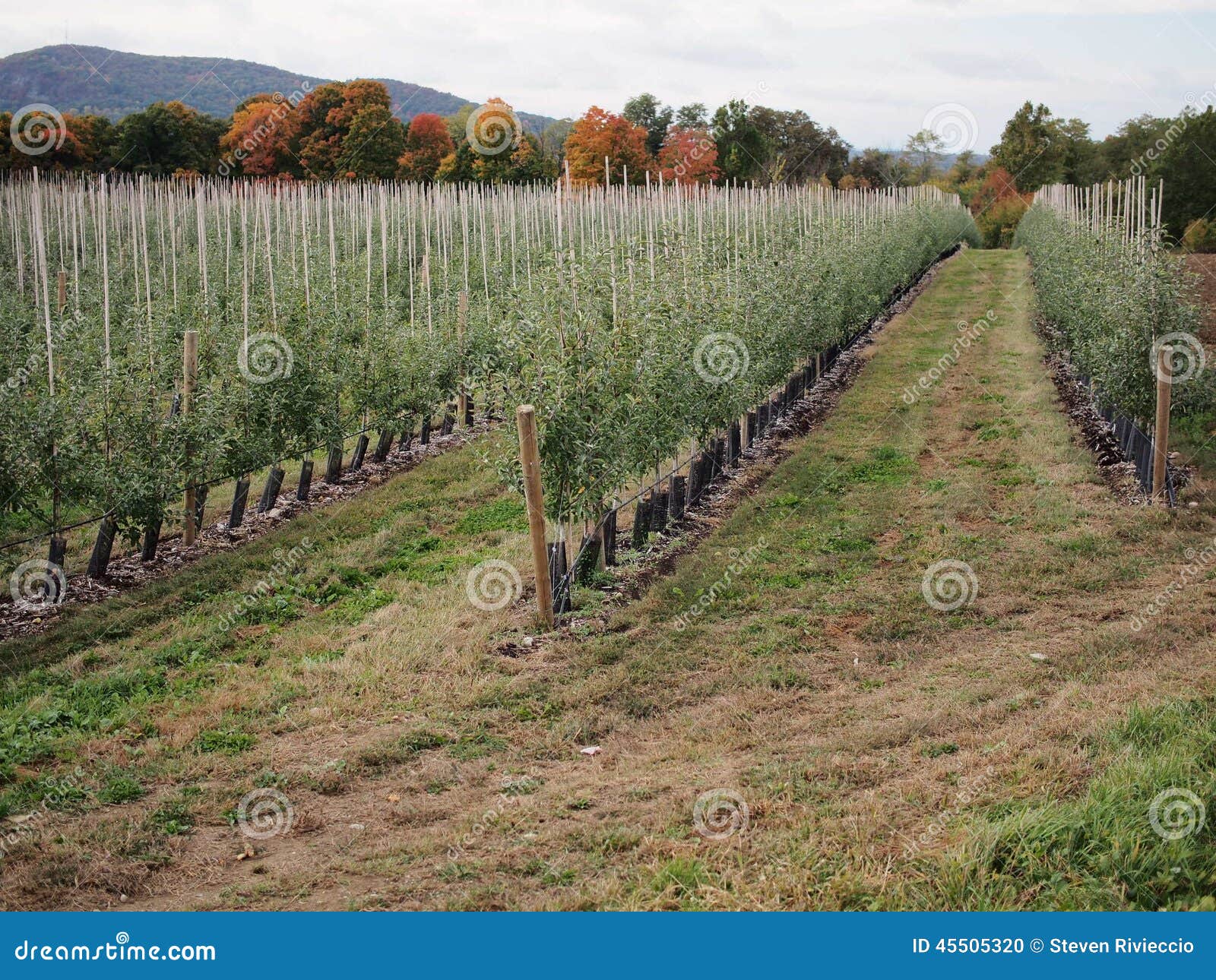 180+ Upstate New York Farm Stock Photos, Pictures & Royalty-Free