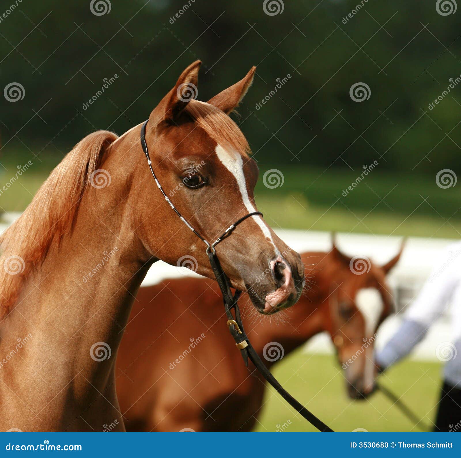 Young Arabian horse stock photo. Image of standing, mammal 3530680