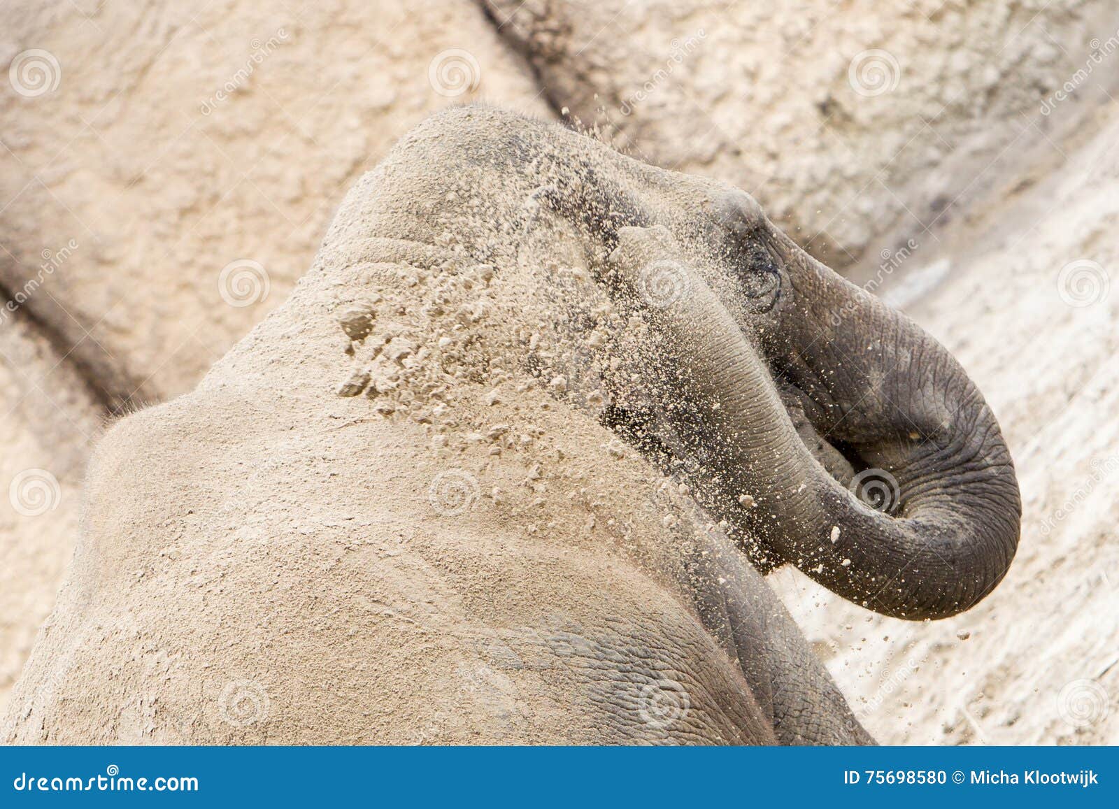 Young Asian Elephant (Elephas Maximus) Throwing Sand, Selective Stock