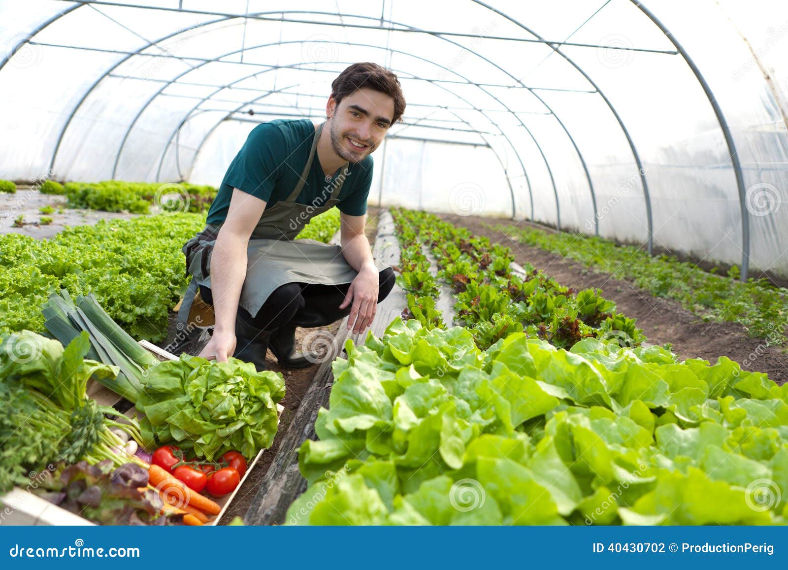 Young Attractive Farmer Harvesting Vegetables Stock Photo Image 40430702