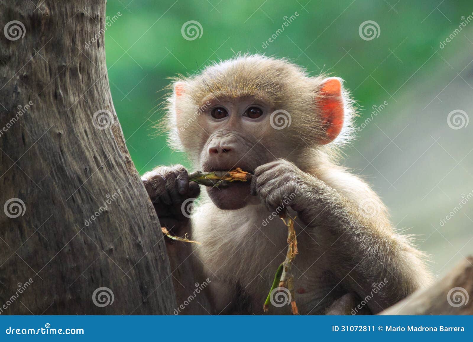 young baboon