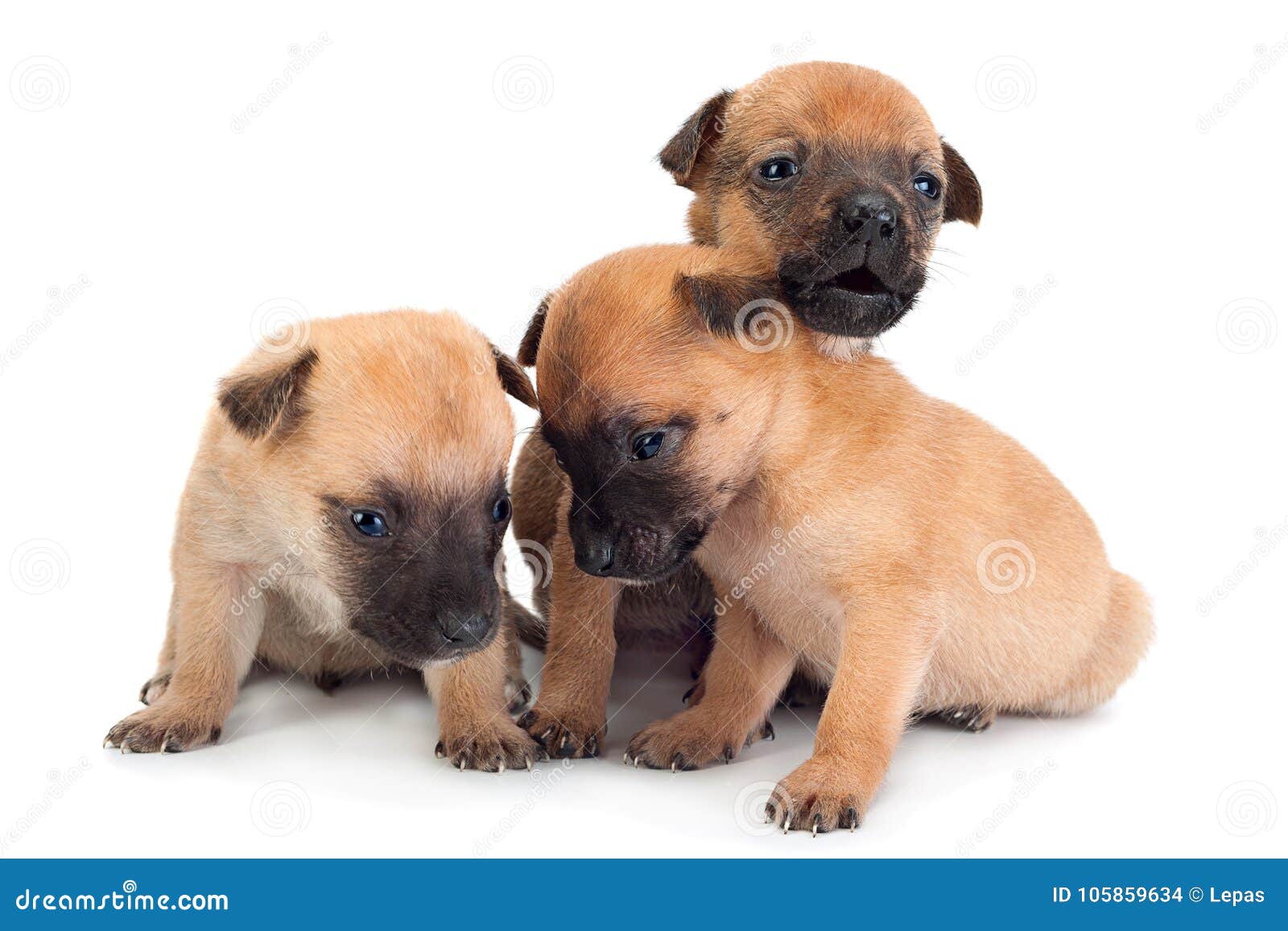 Young Baby Dog On White Stock Photo Image Of Puppy Young Baby Dog On White Stock Photo Image Of Puppy