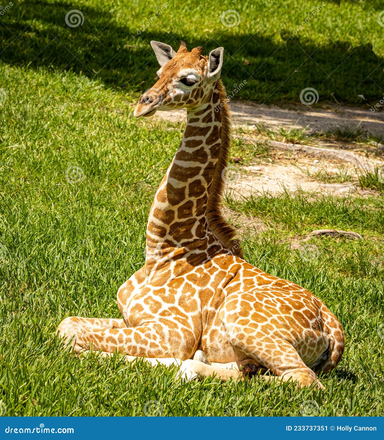 Young Baby Northern Giraffe Laying Down in Green Grass Stock Image