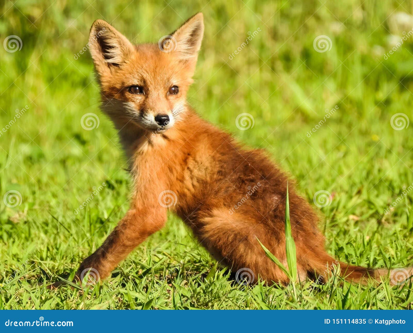 cute baby red foxes