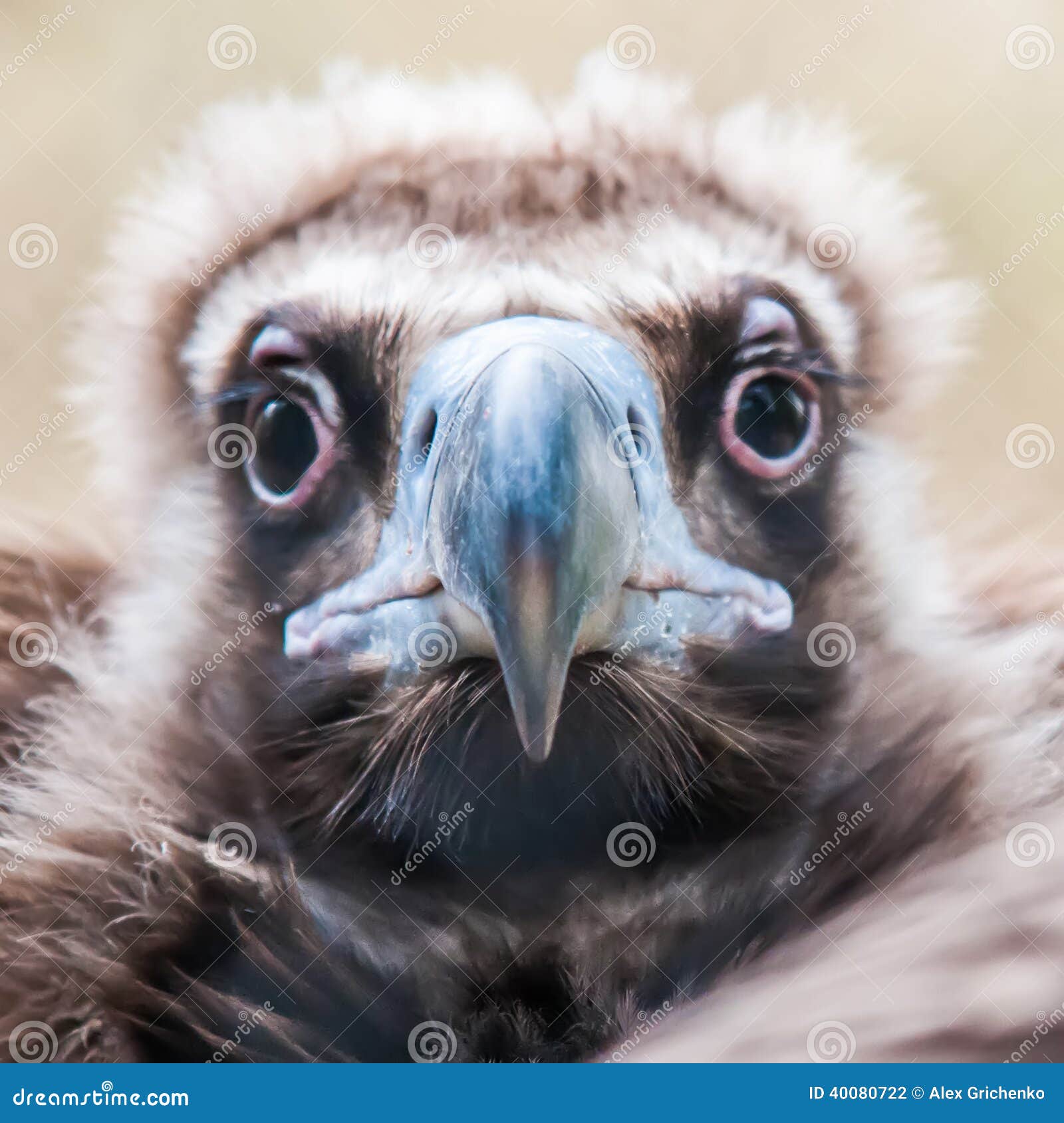 Young baby vulture raptor stock photo. Image of young 40080722