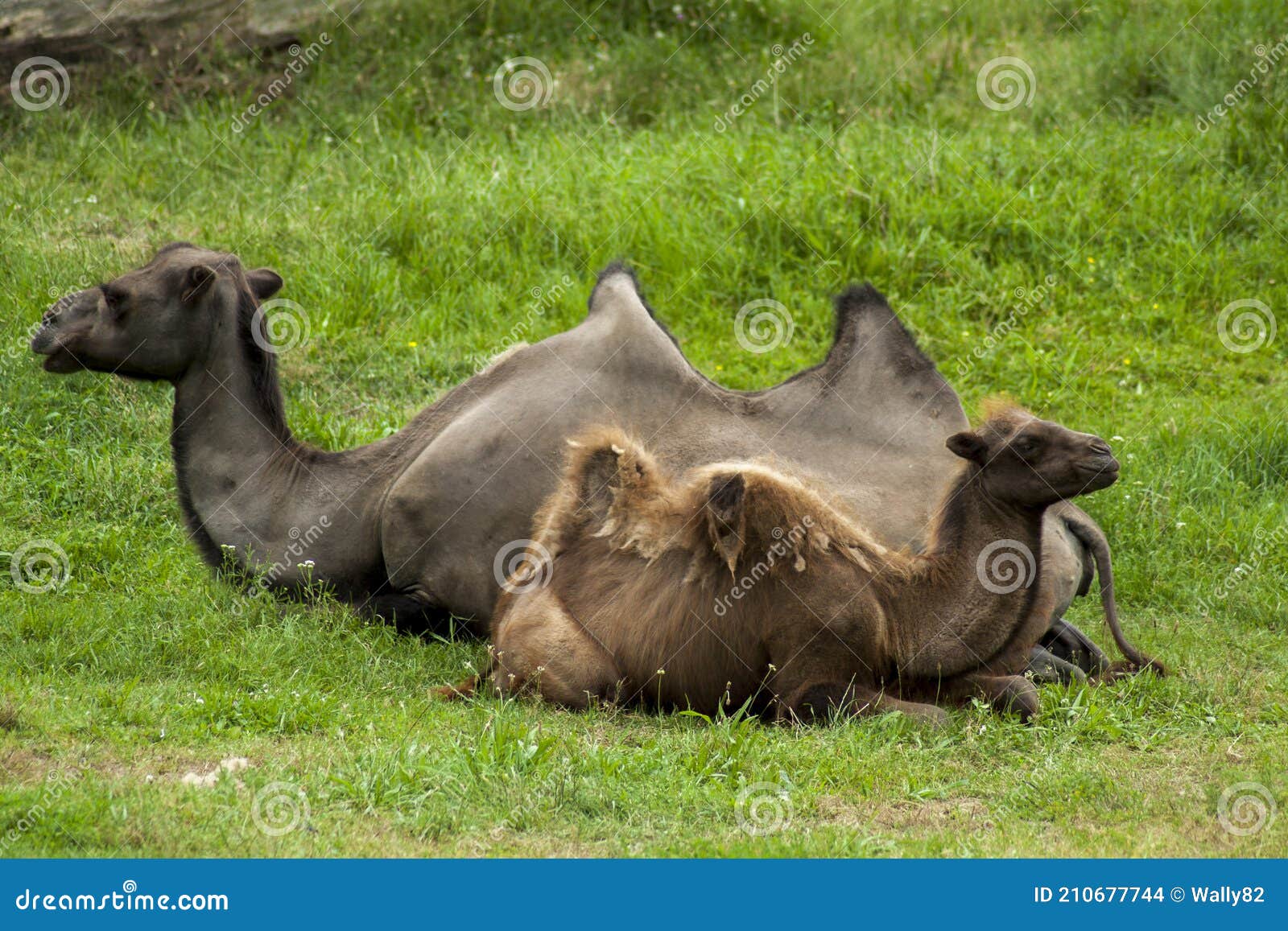 A Young Bactrian Camel Lying Next To His Mother in a Grassy Meadow ...