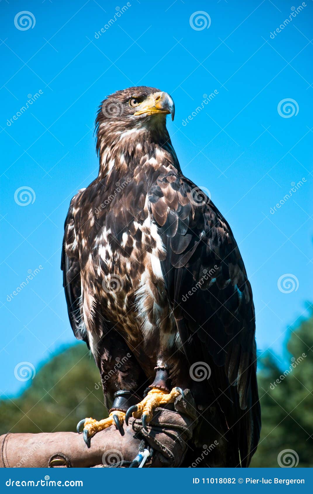 Young bald eagle stock photo. Image of eagle, show, captivity 11018082