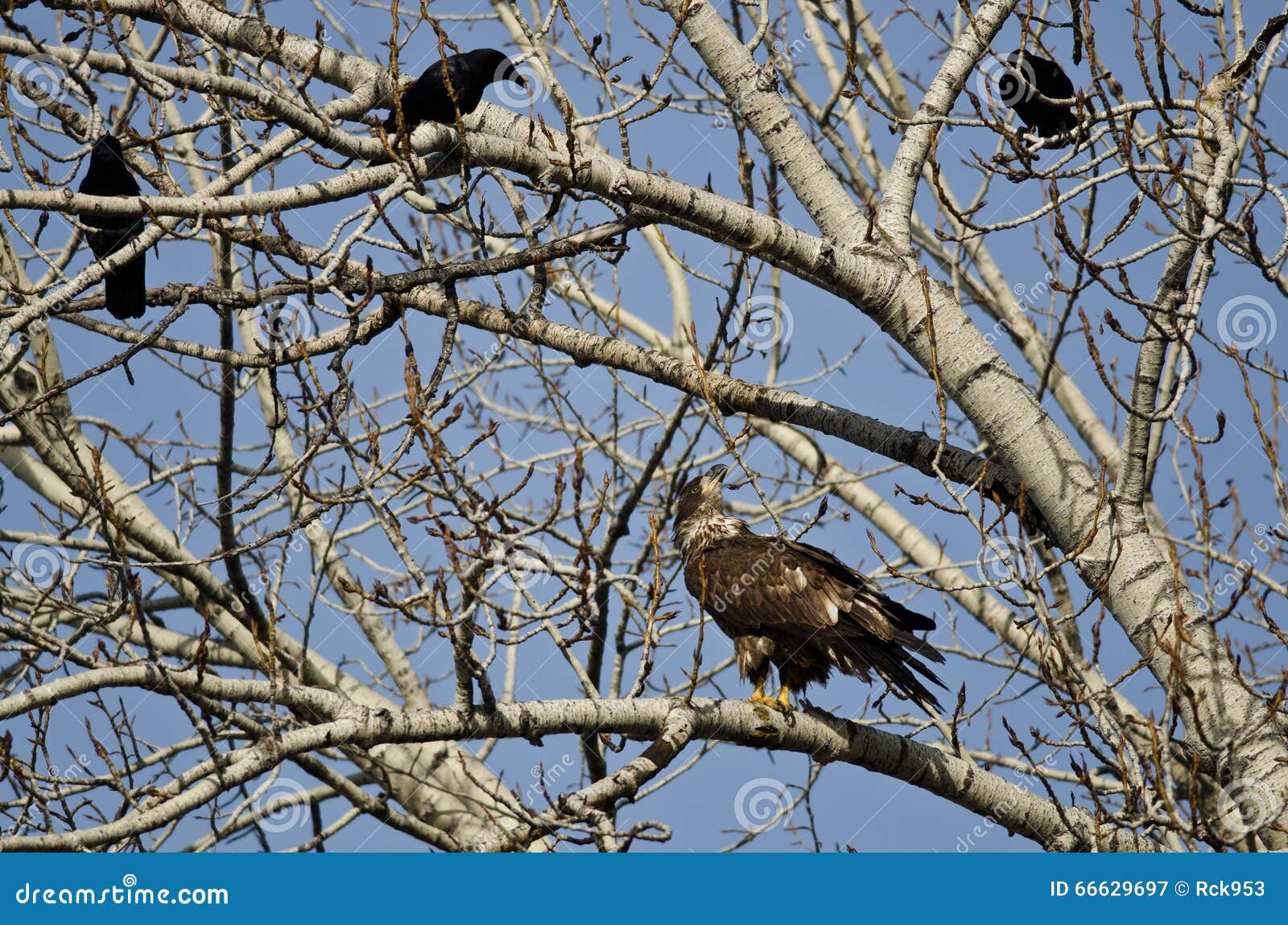 young bald eagle being harassed by american crows