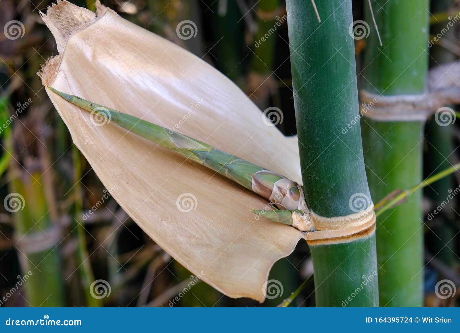 Young Bamboo Branch Shoots and Bamboo Stalks Stock Photo Image of