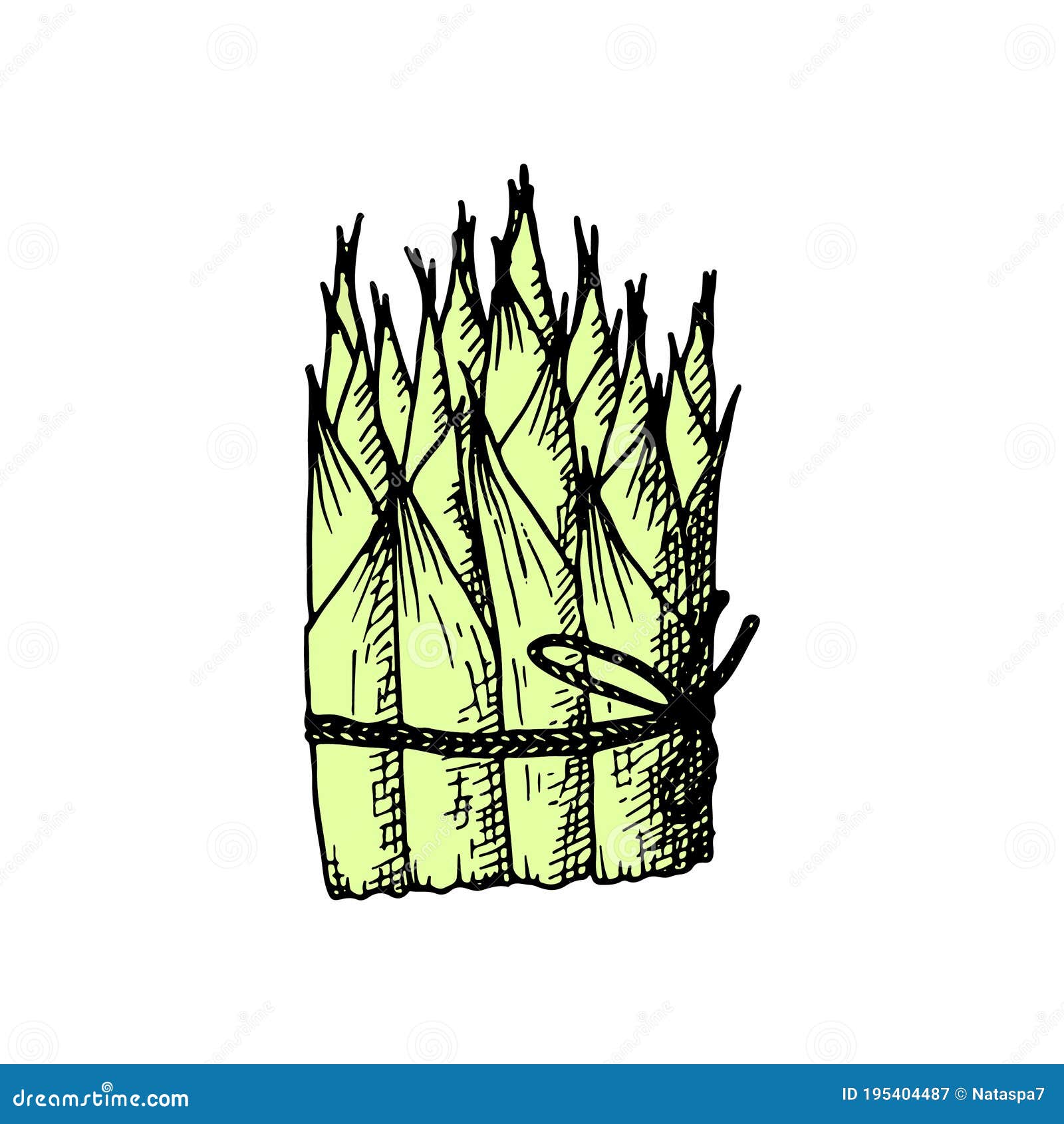 Young Bamboo Shoots. Ink Sketch Stock Vector Illustration of chinese, leaves 195404487