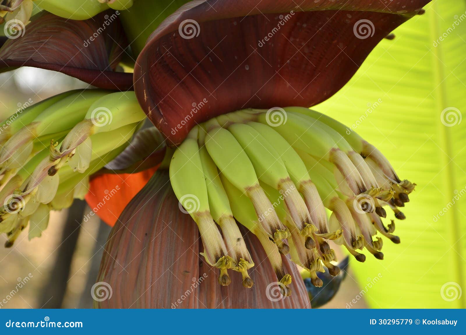 Young banana. stock image. Image of healthy, plant, blossom 30295779