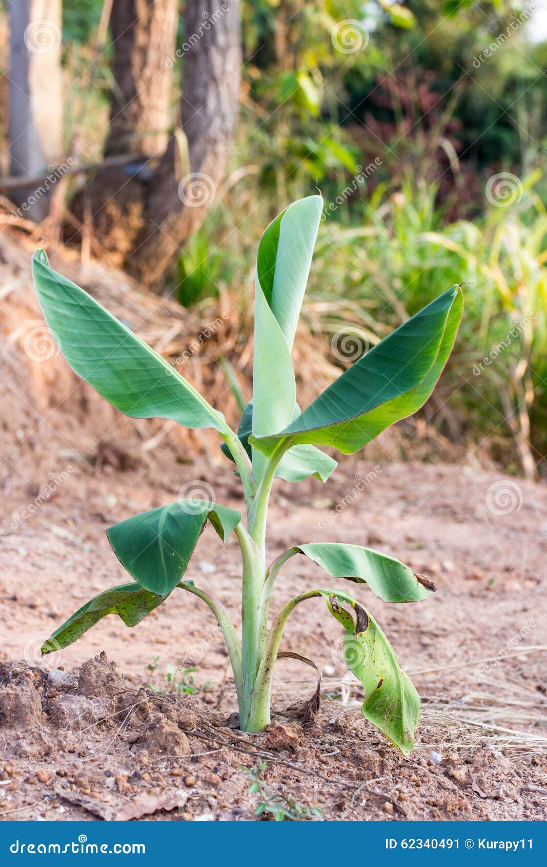 Young Banana Tree With Beautiful Leaves. Musa Acuminata Var. Zebrina