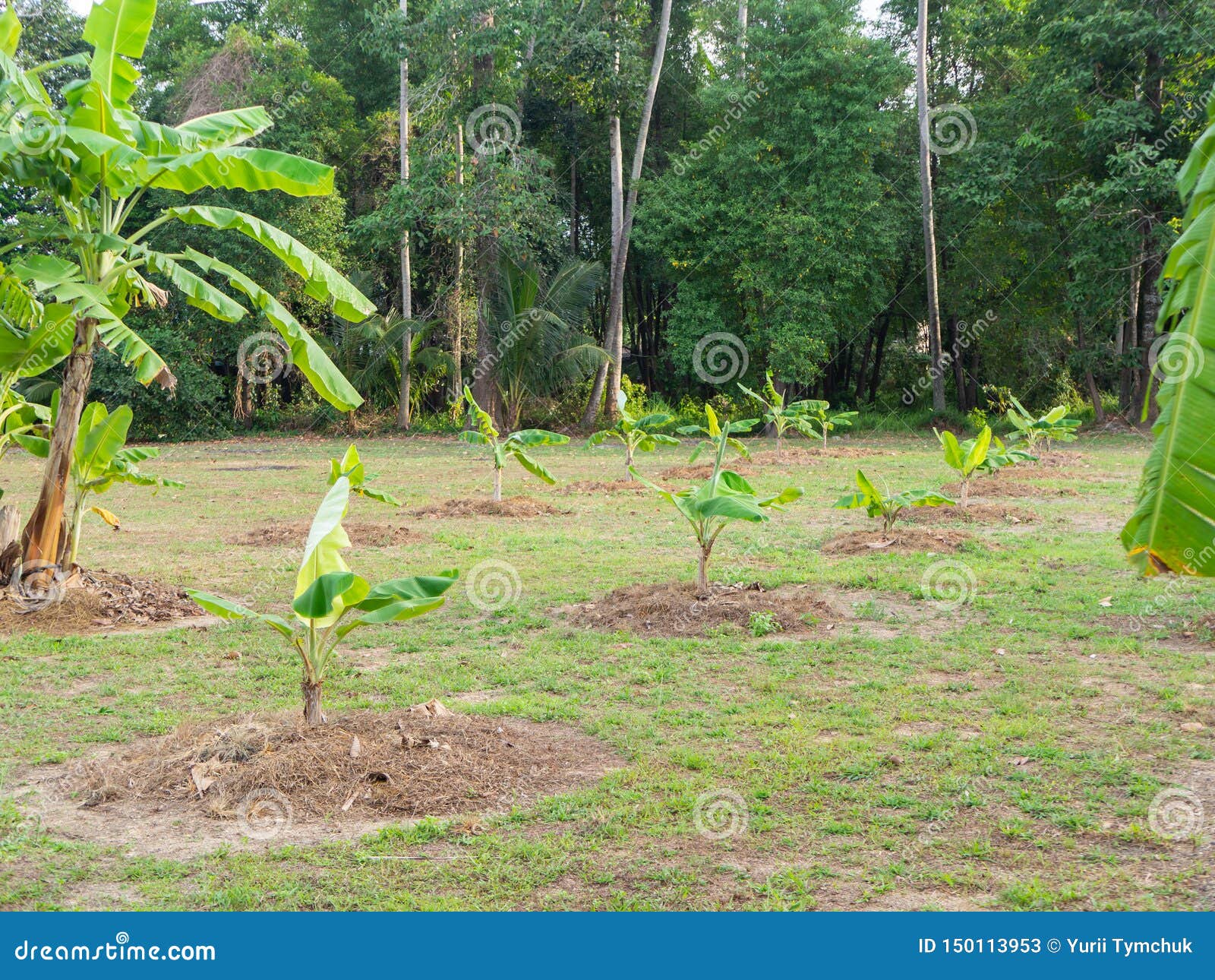 Young Banana Trees Plantation. Banana Plantation. Banana Farm Stock
