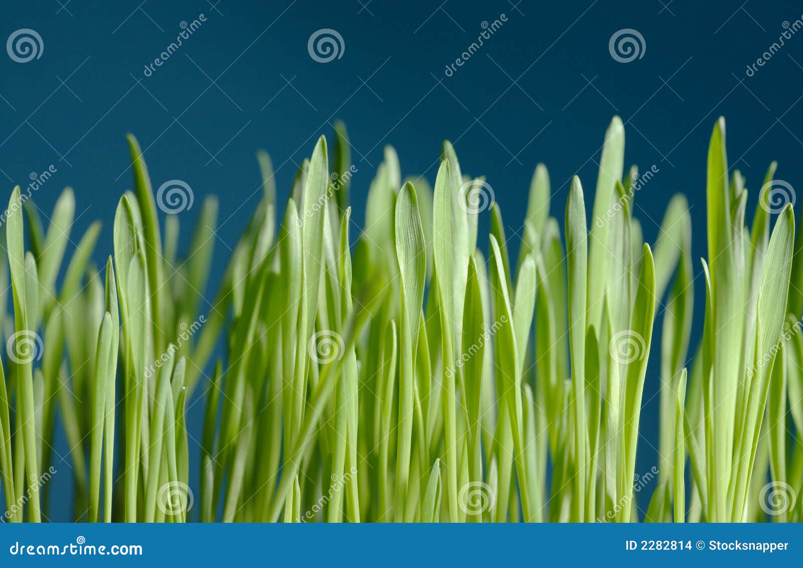 Young barley stock photo. Image of growing, young, flora 2282814