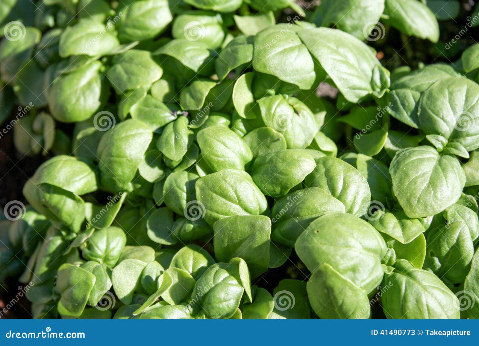 Young basil plants closeup stock image. Image of basil 41490773