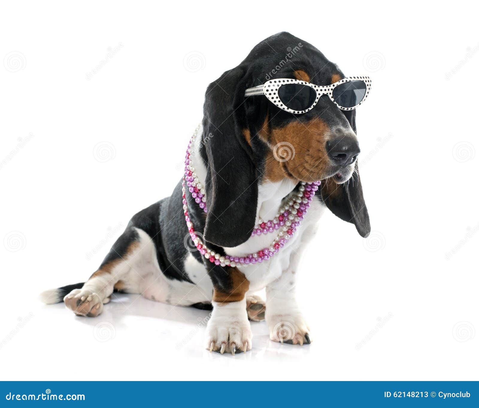 Young Basset Hound stock image. Image of glasses, background 62148213