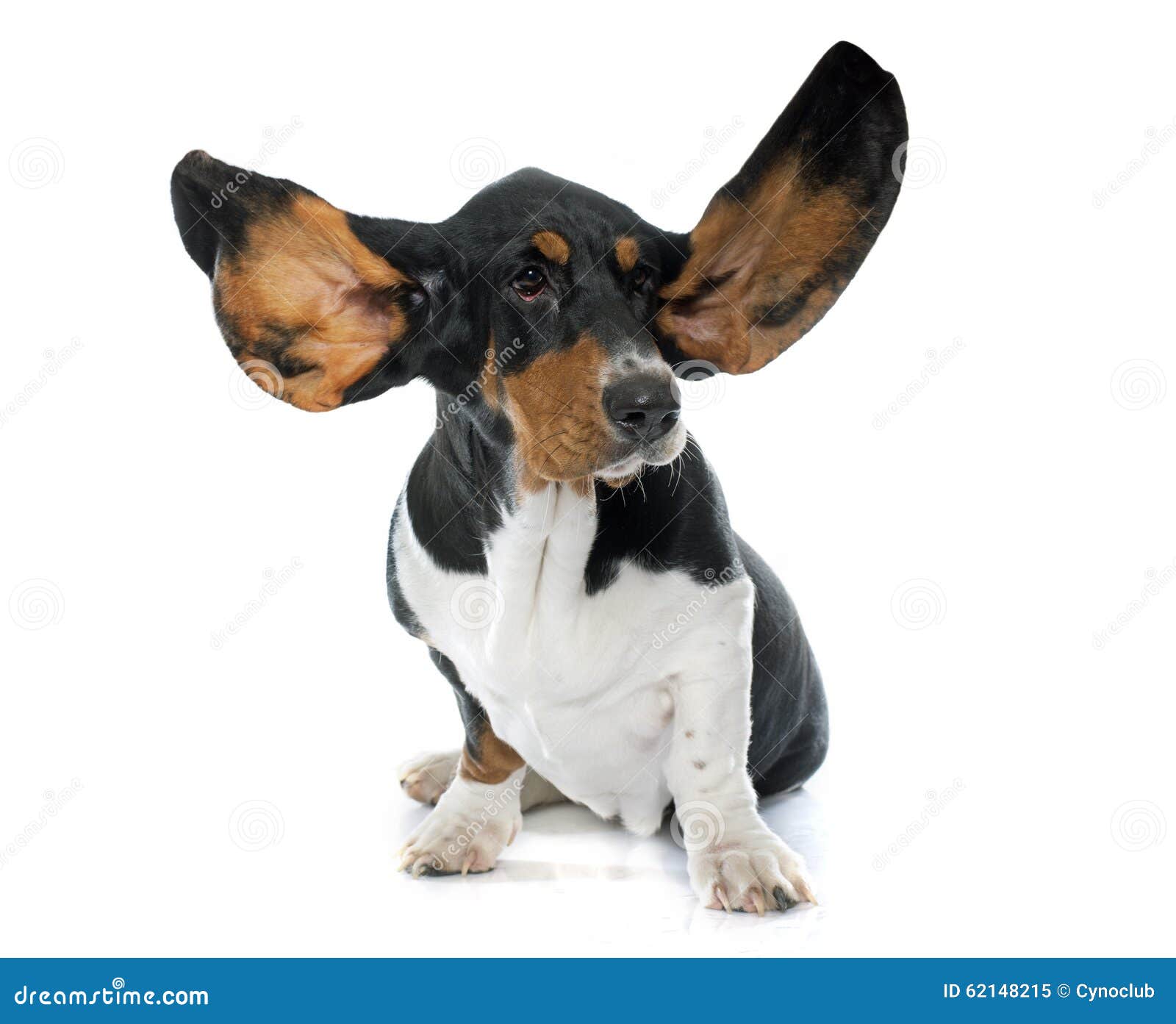 Young Basset Hound stock image. Image of white, animal 62148215