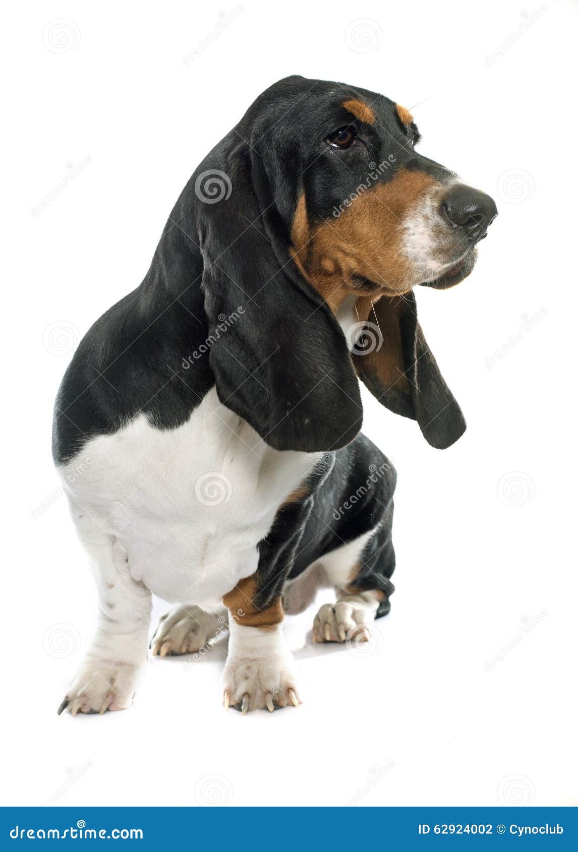 Young Basset Hound stock photo. Image of isolated, studio 62924002