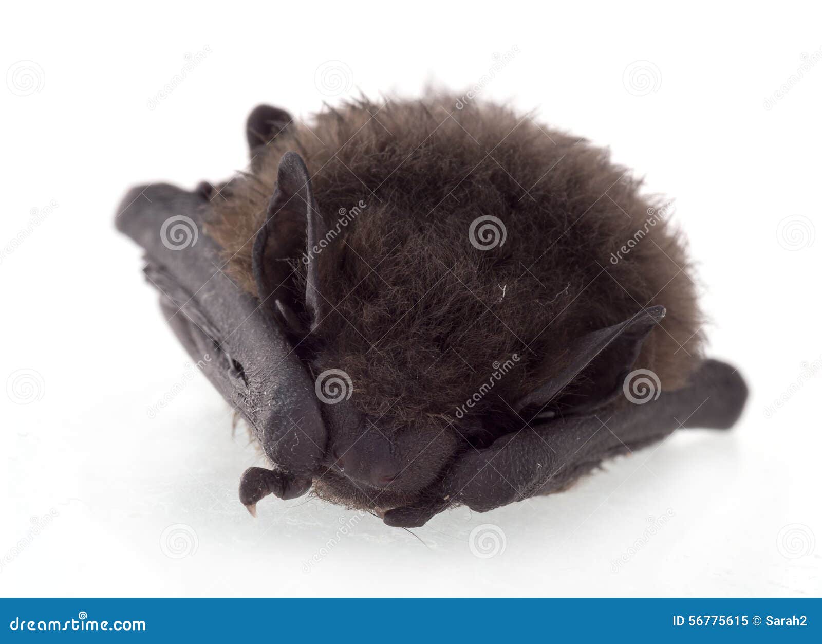 Young bat, sleeping. stock image. Image of europe, brown 56775615
