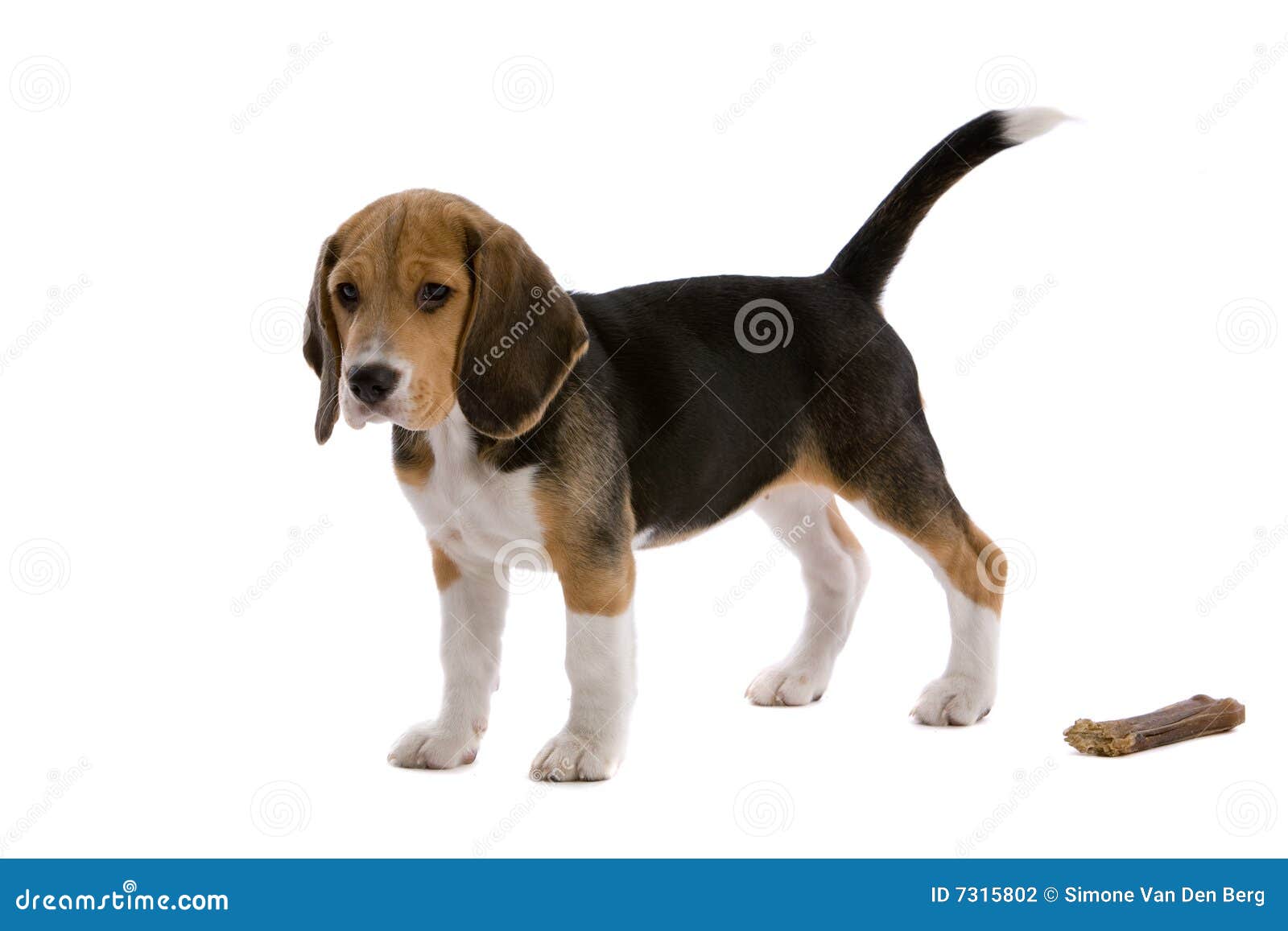 young beagle