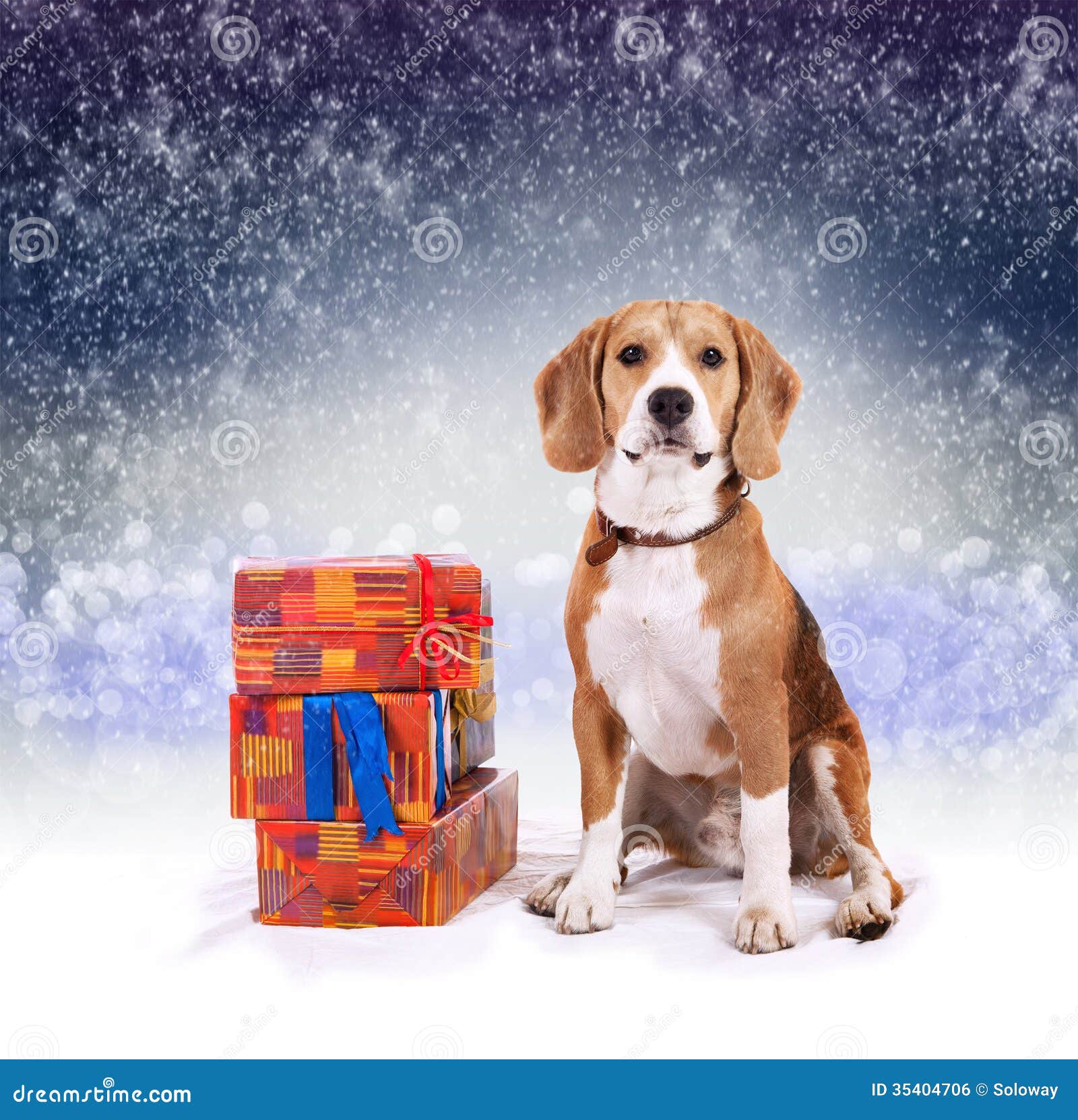 beagle presents