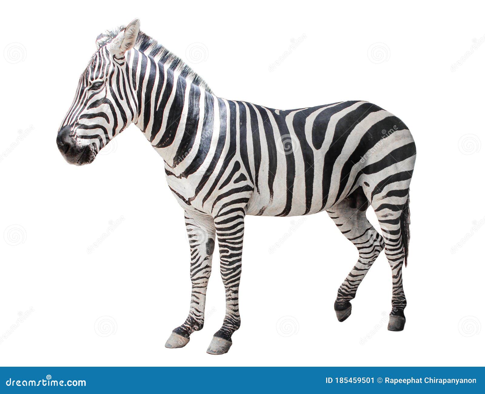 young beautiful close up zebra africa animal isolate stand on white background in zoo with full cutout length