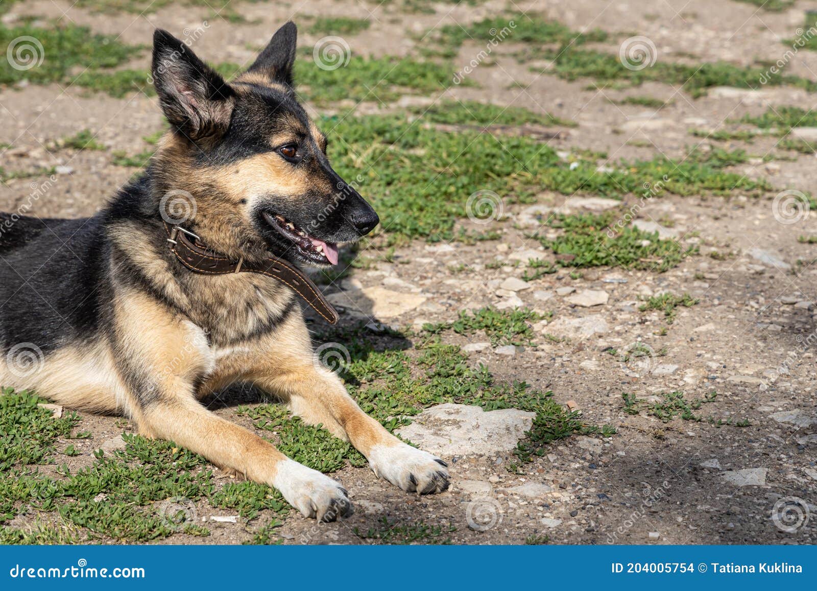 Young Beautiful Dog German Shepherd Lying on the Ground in Sunny Summer ...