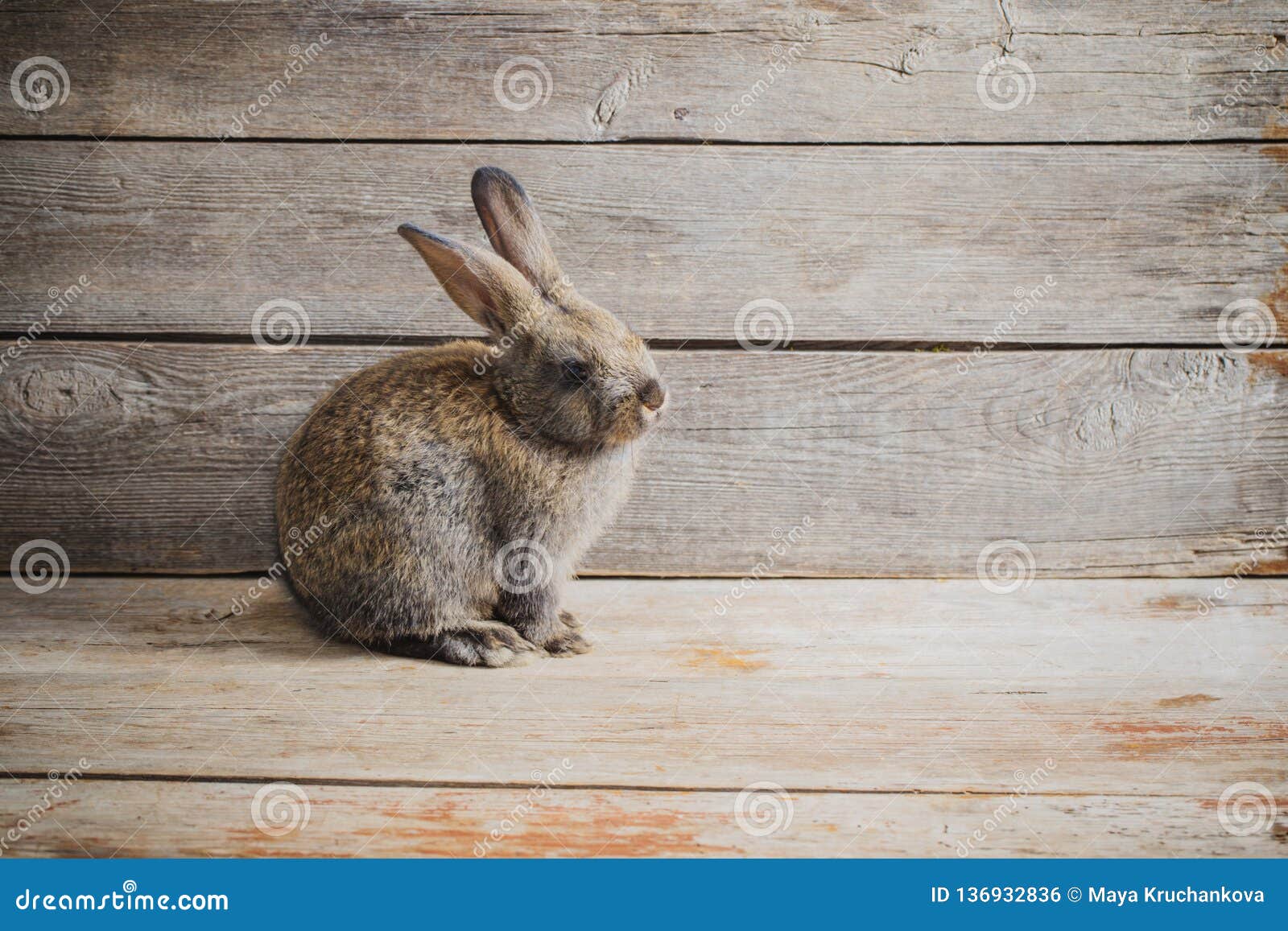 https://thumbs.dreamstime.com/z/young-beautiful-girl-posing-nude-studio-standing-blue-dress-near-white-wall-136932836.jpg