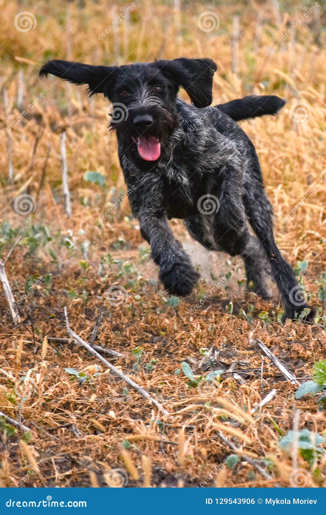 german wirehaired pointer liver