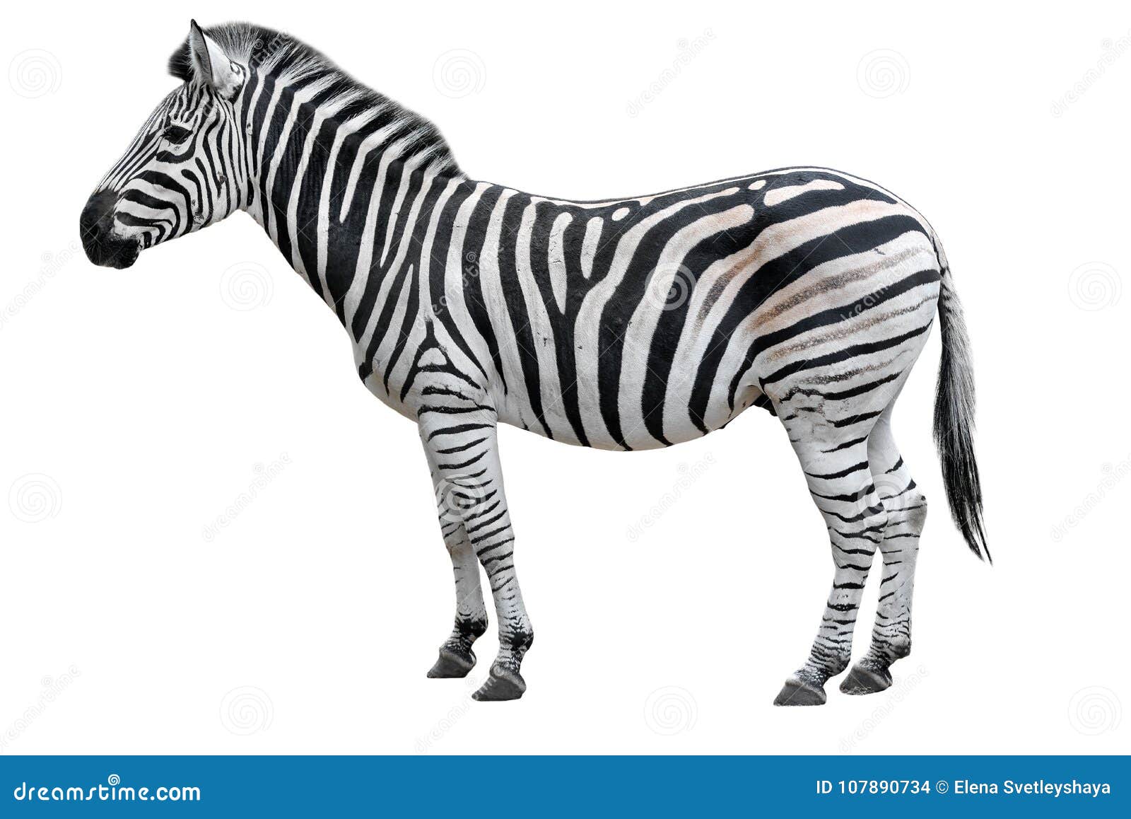 309,075 Animals White Background Stock Photos - Free & Royalty-Free Stock Photos from Dreamstime 309,075 Animals White Background Stock Photos - Free & Royalty-Free Stock Photos from Dreamstime