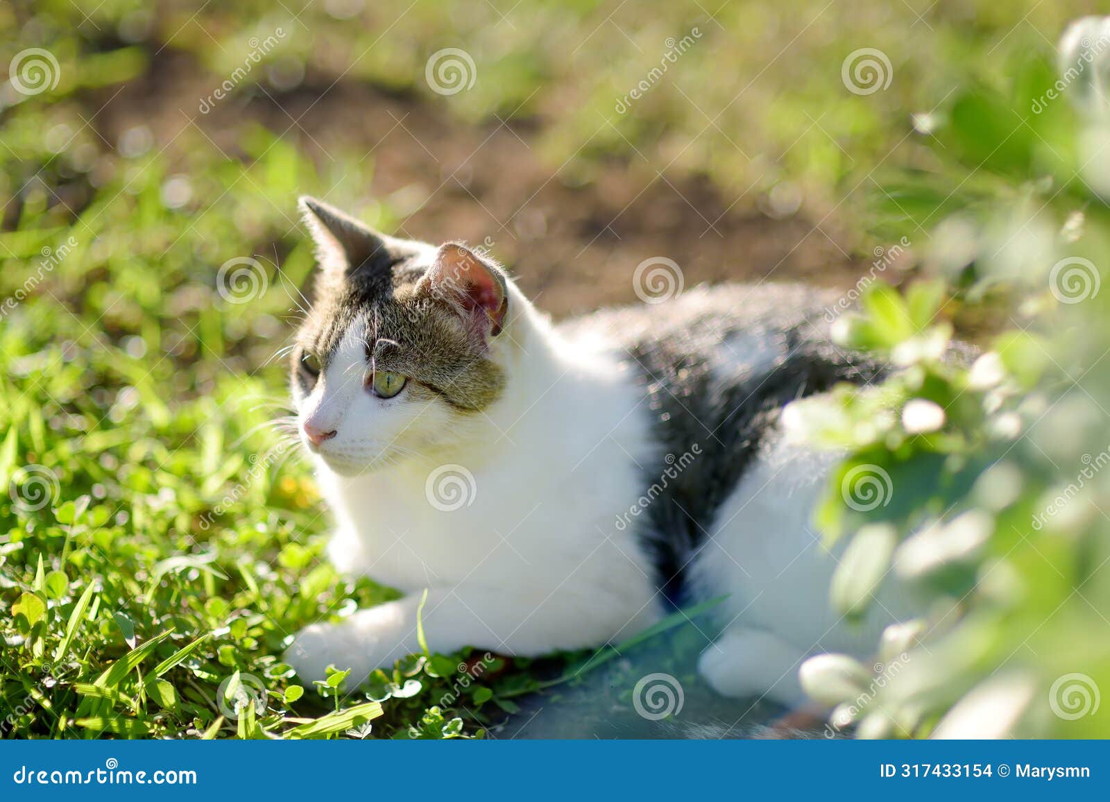 a young beauty cat is in the backyard of the house among the bright green grass on a bright sunny summer day. cute pussycat. lost