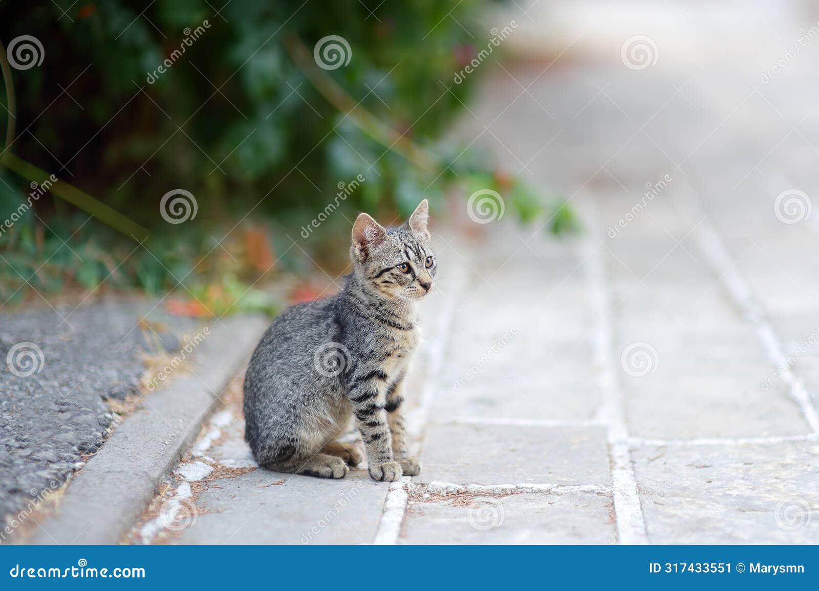 young beauty cat on summer day on street of town. cute kitty. tabby pussycat. lost pet