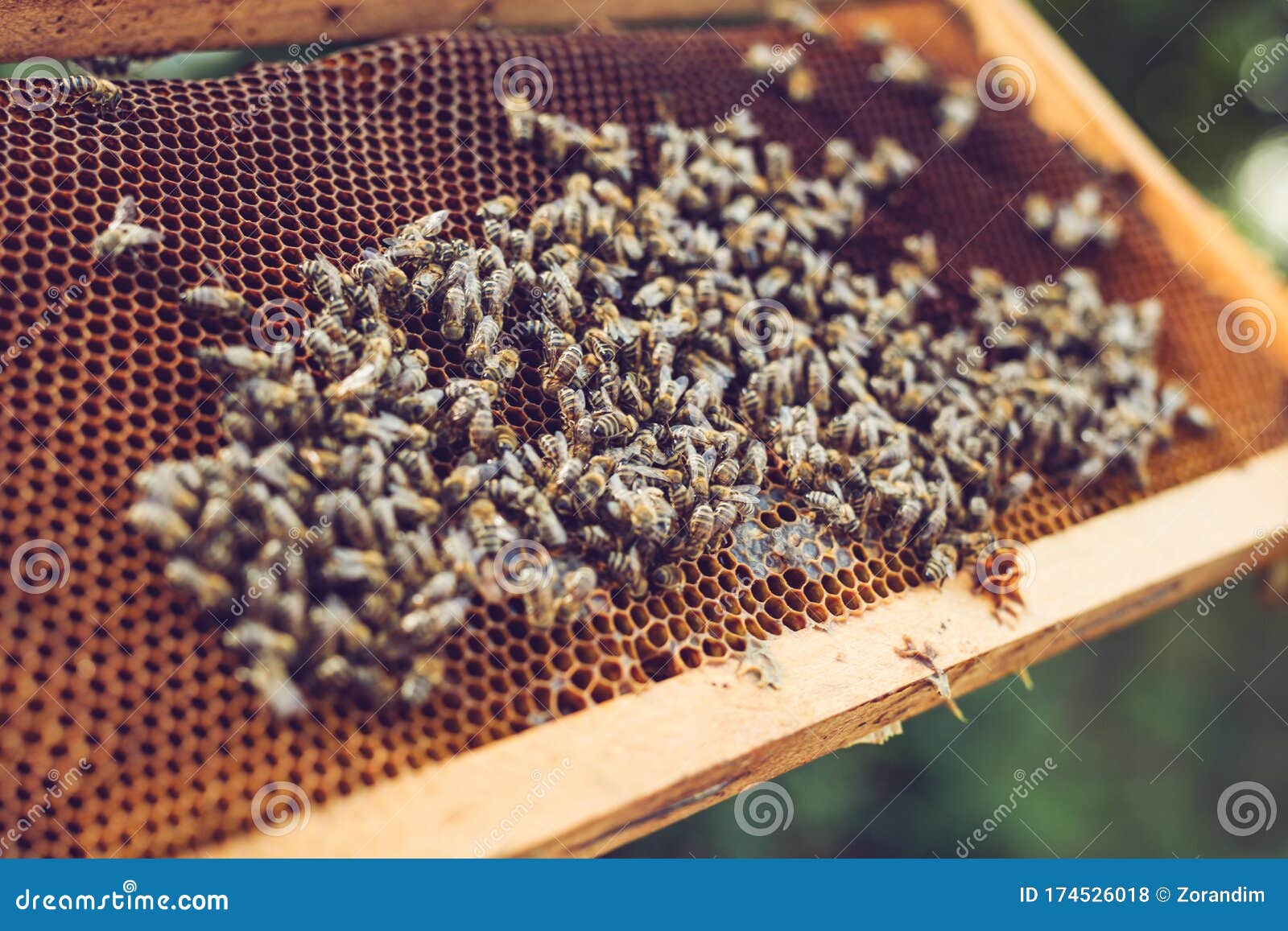 The Beekeeper Holds a Honey Cell with Bees in His Hands. Beekeeper
