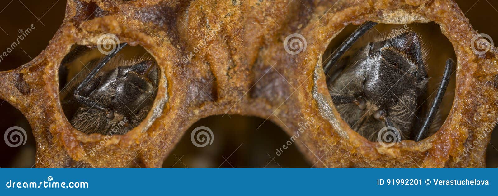 Young bees stock image. Image of farm, apiculture, apis 91992201