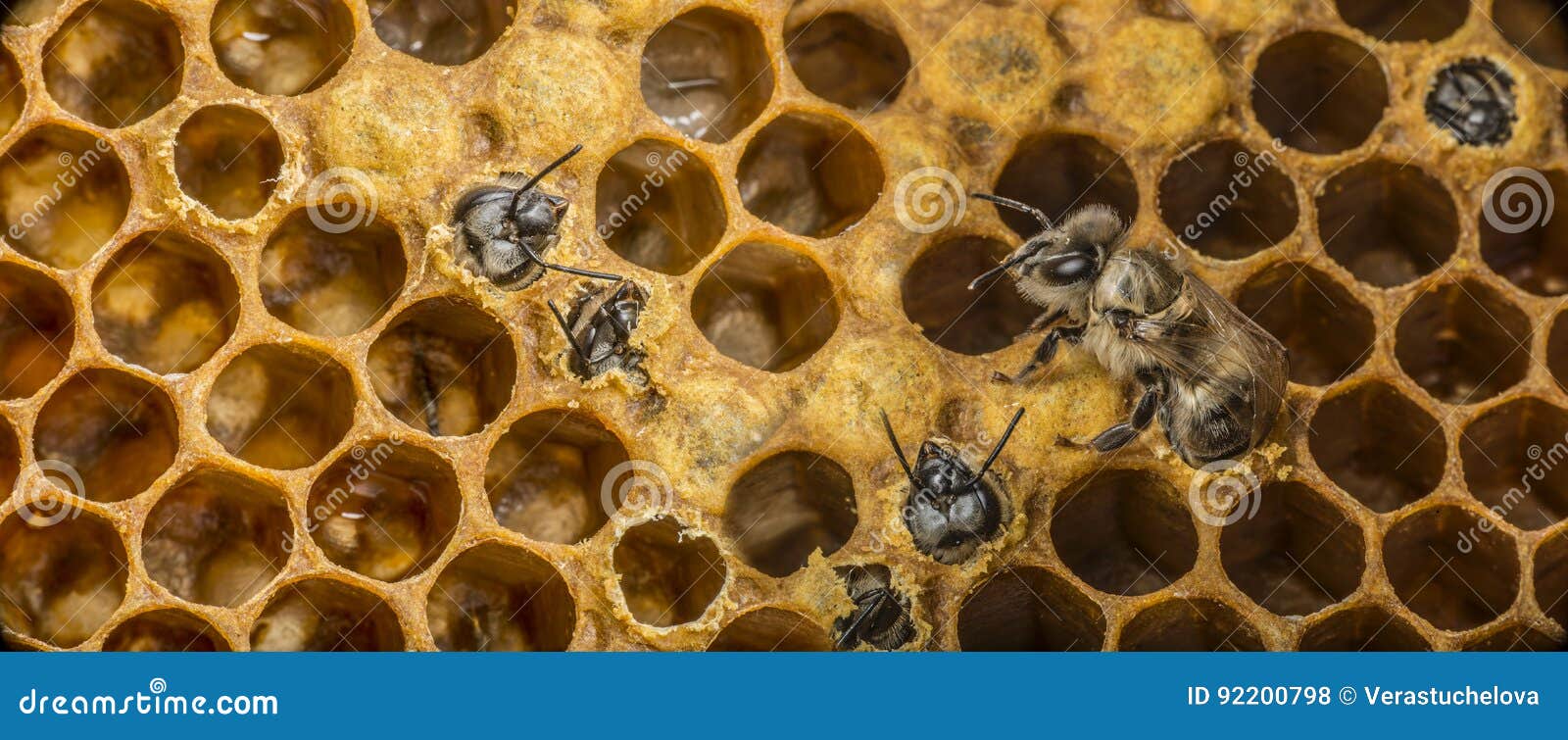 Young bees stock photo. Image of hatching, beekeeping 92200798
