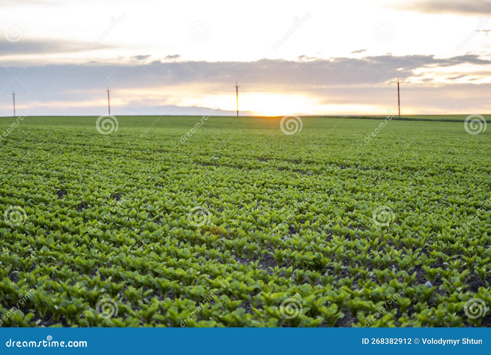 Young Beet Plants in Spring. Cultivation of Beet. the Bed of Beet
